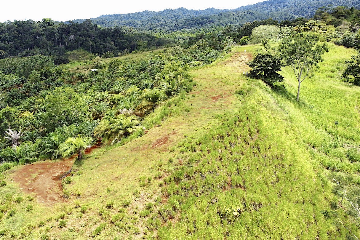 Ocean View Palm Farm Osa Peninsula Osa Land Office