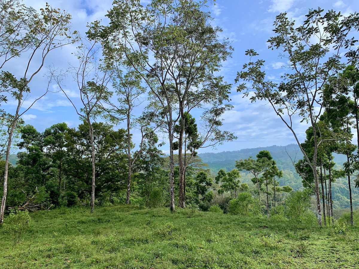 Osa Peninsula Real Estate Listings Osa Land Office