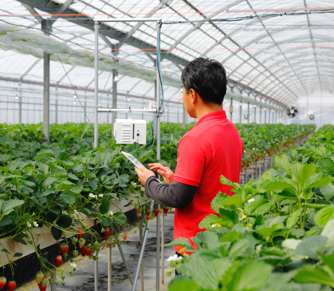 いちご狩りについて｜おさぜん農園｜京都八幡いちご観光農園 | いちご狩り おさぜん農園 いちご狩りについて｜おさぜん農園｜京都八幡いちご観光農園 | いちご狩り おさぜん農園