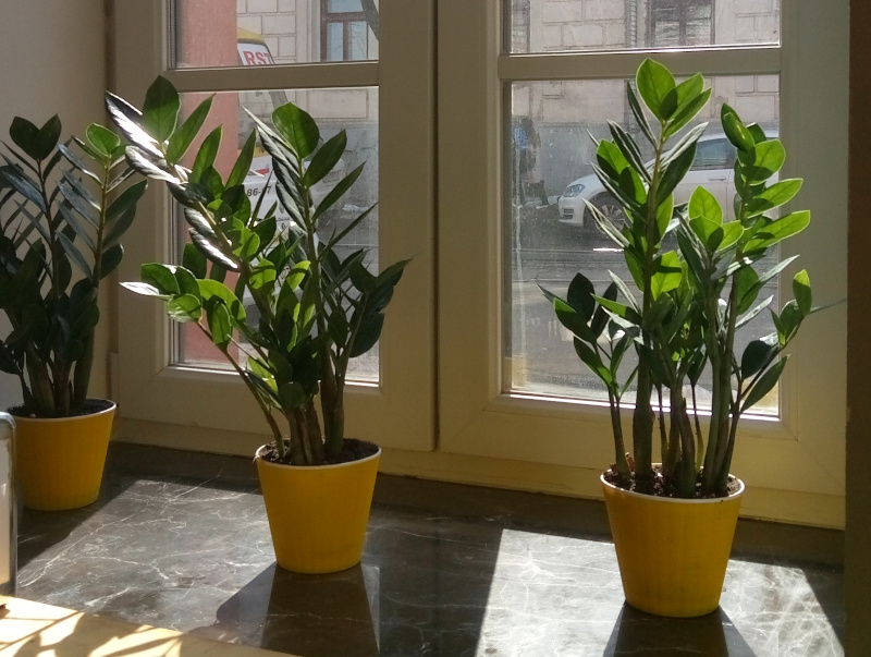 Popular Plants The Must Have Houseplants OSERA