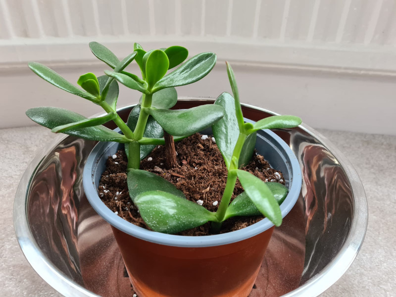 Jade Plant Leaves Turning Red Why Does This Happen? OSERA