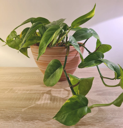 Plants That Grow Fast Indoors Top Six! OSERA