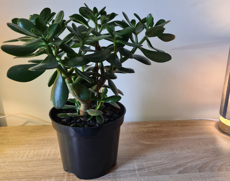 Best Pots For Jade Plants OSERA