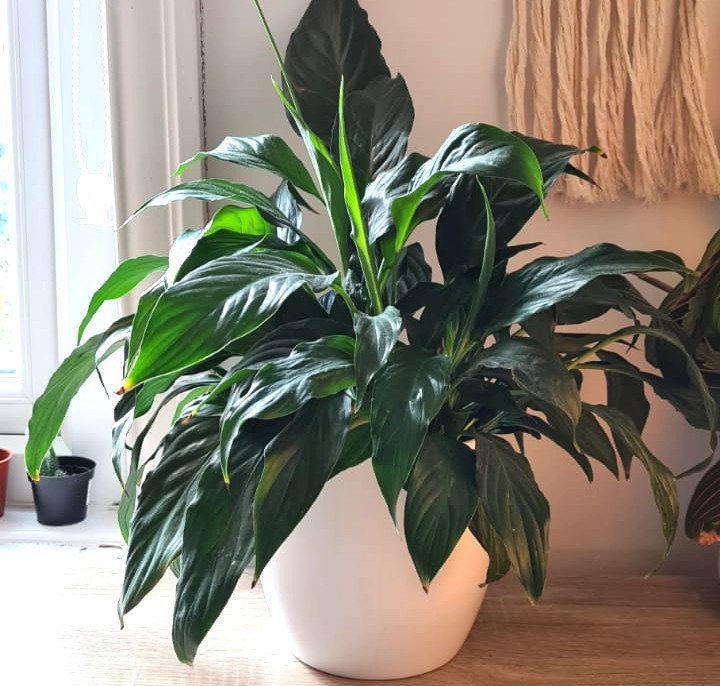 Peace Lily Leaves Drooping OSERA