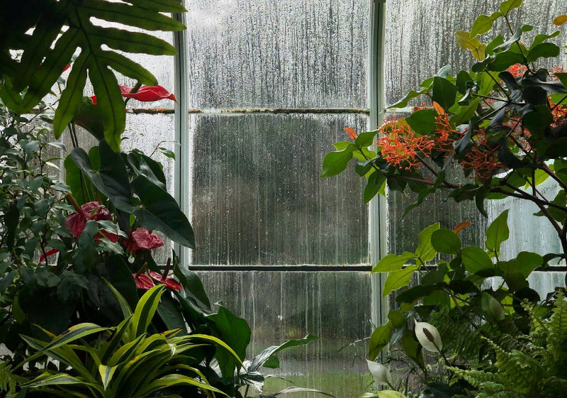 Peperomia Light Requirements OSERA