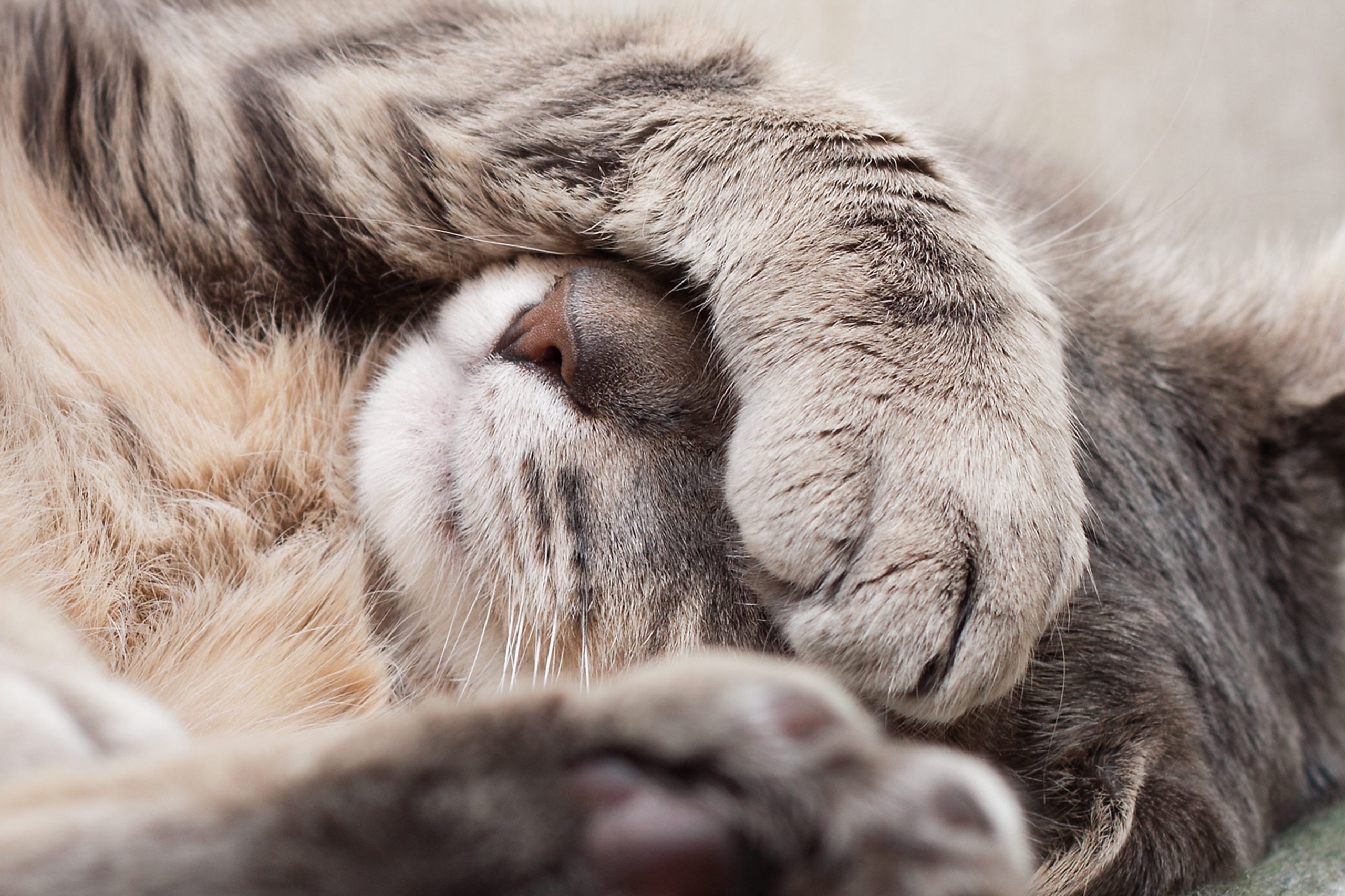 Can Dogs Cats Hiccup
