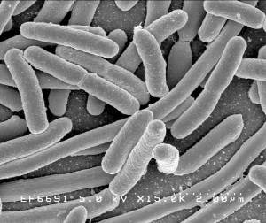 E. coli bacteria