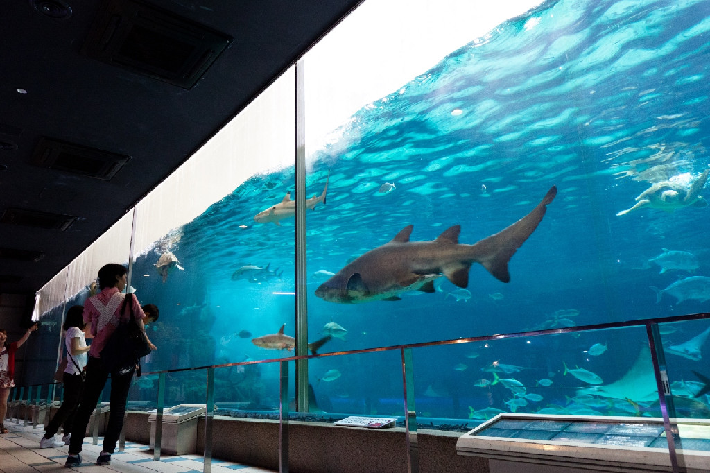 神戸市立須磨海浜水族園｜おしはく情報館 ｜ おしごとはくぶつかん
