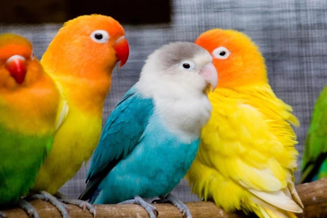 Incredible Compilation of 999+ Mesmerizing Love Bird Images in Stunning
