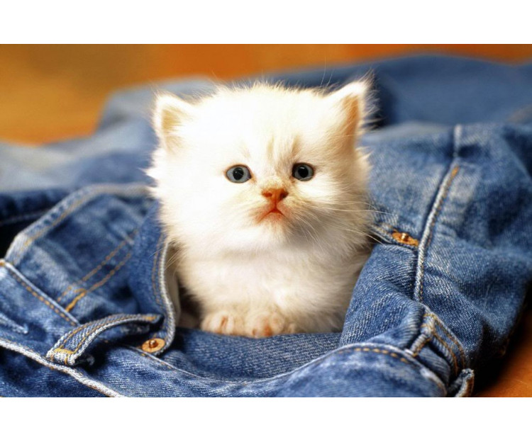 Cute Cat In Jeans Pocket Animals OshiPrint.in