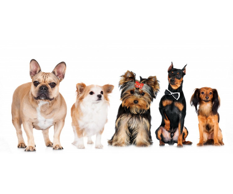 Cute Dogs Animals OshiPrint.in