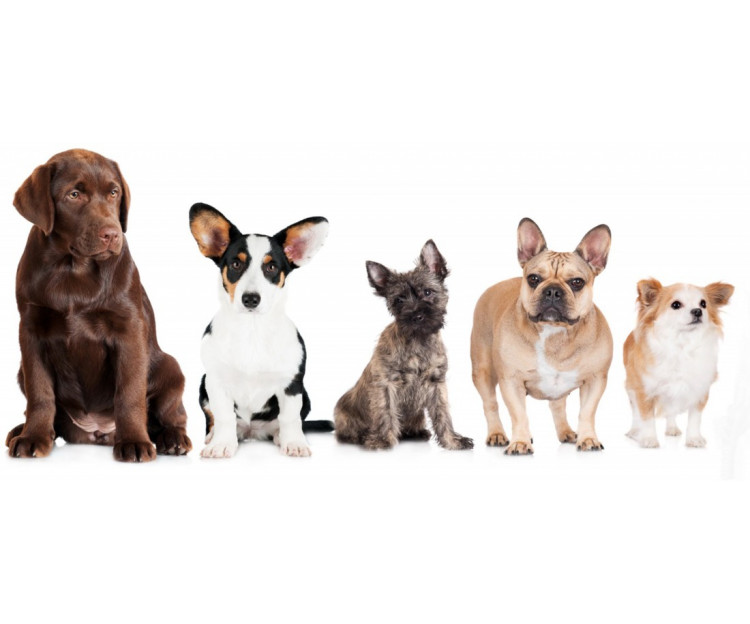 Cute Dogs Animals OshiPrint.in