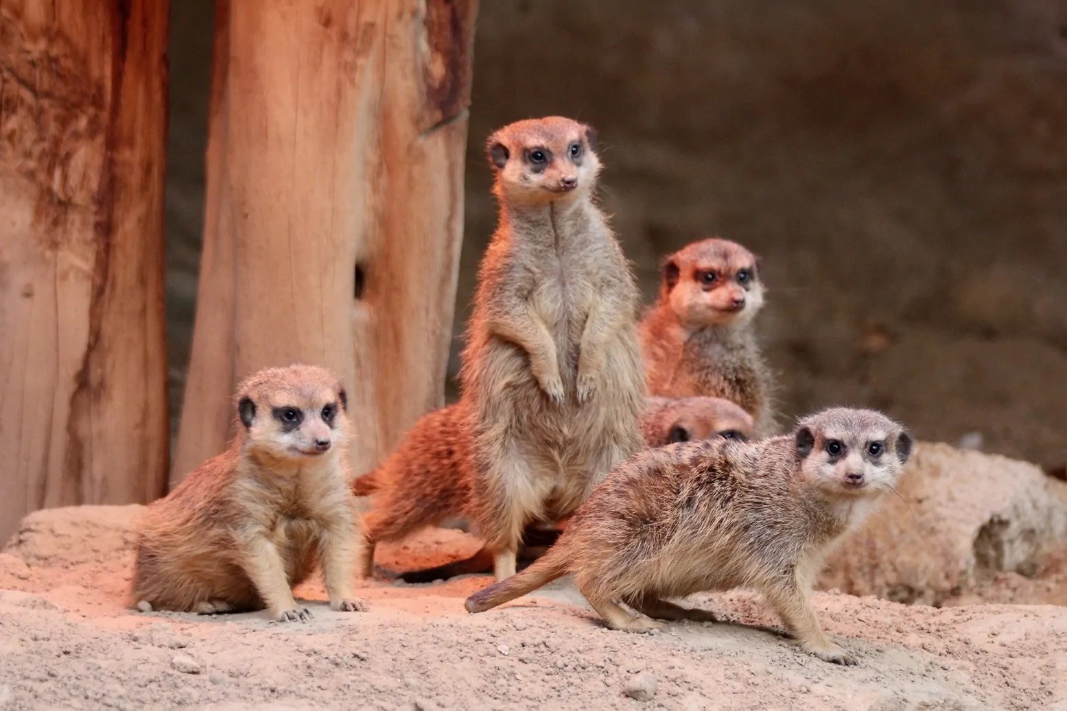 Coronakonzepte der Zoos wirksam Verband bittet Regierungschefs der