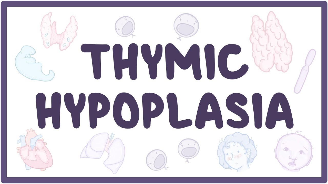 Thymic aplasia Video, Anatomy, Definition & Function Osmosis