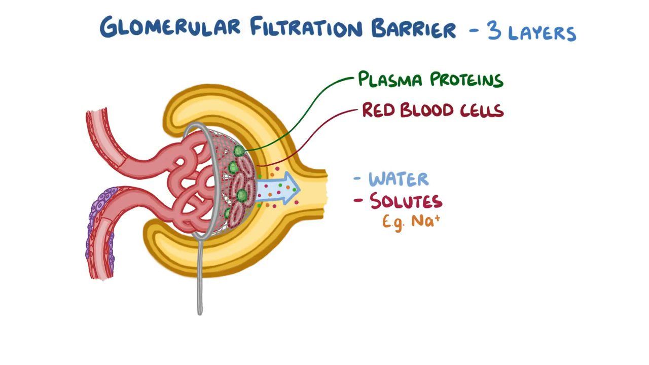 Glomerular filtration Video, Anatomy & Definition Osmosis