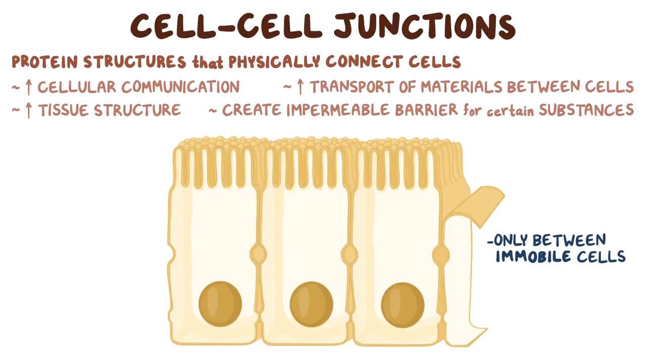 Cellcell junctions Video, Anatomy & Definition Osmosis