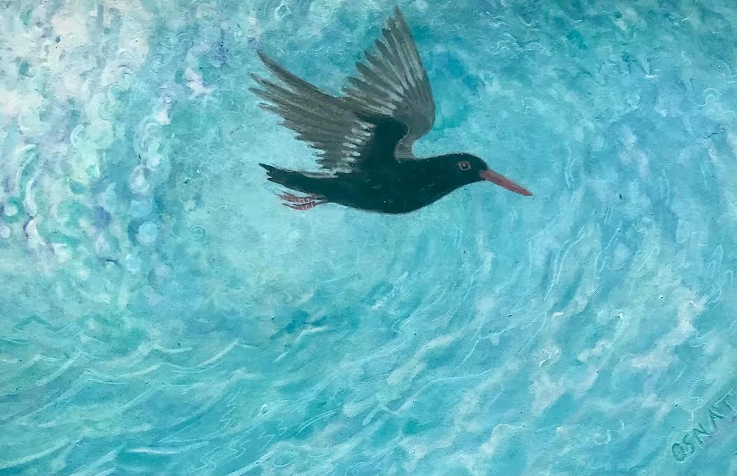1093 Oyster Catcher in a wave 2022 Osnat Art