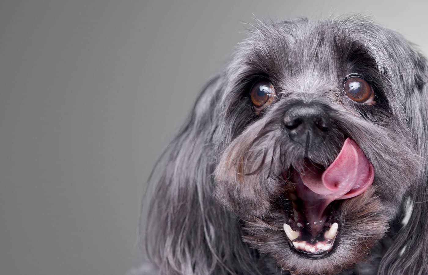 Services Vet in Mission Viejo Oso Pet Care Center