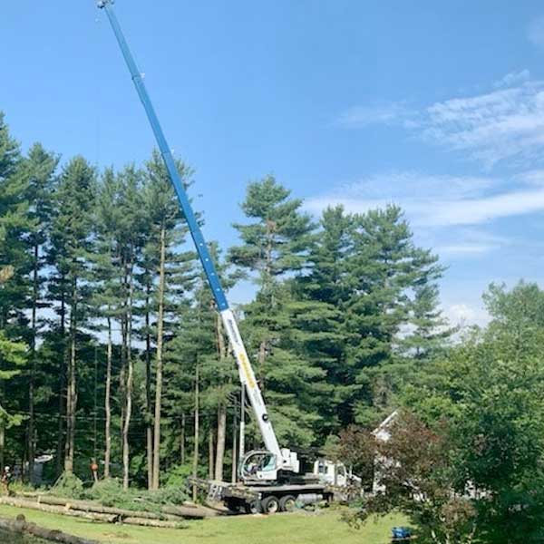 jose tree service ct Allyson Westfall