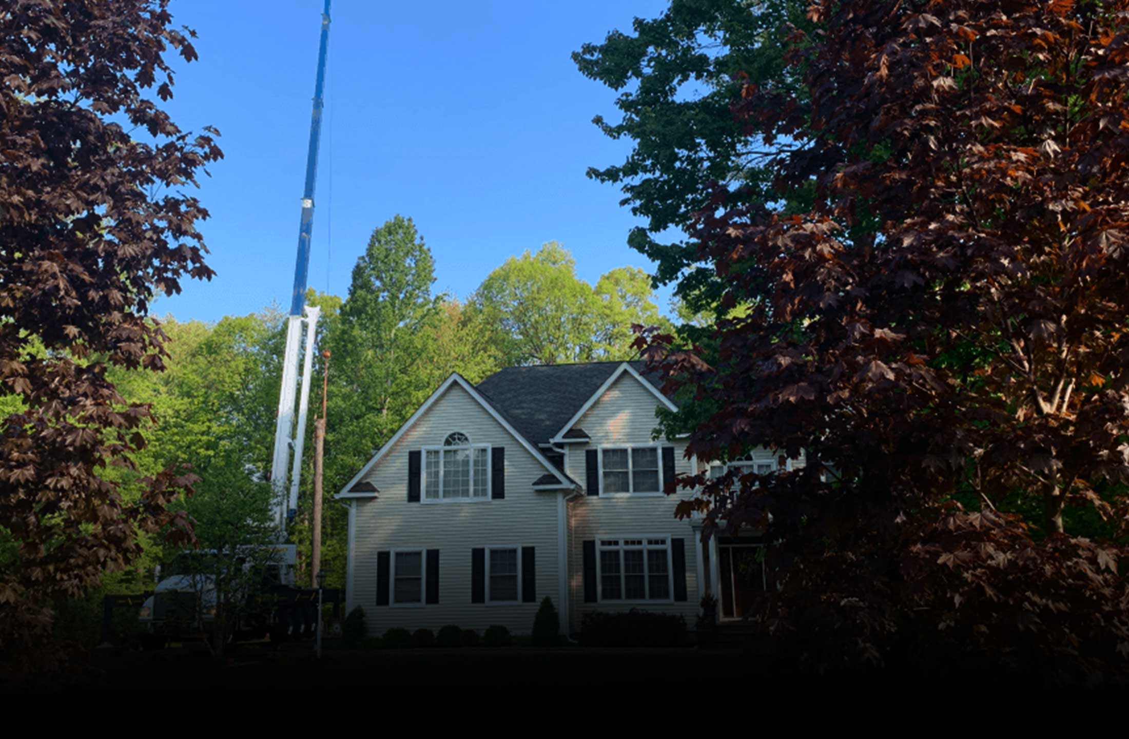 jose tree service ct Allyson Westfall