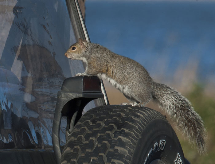 Squirrel in Manteo Parking lot Osprey Photo & Tours