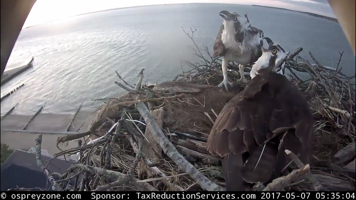 Osprey Zone Live Osprey Cam North Fork, Long Island, New York