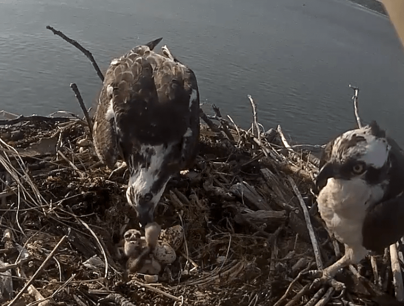 Baby Osprey 2 is Born! OspreyZone Long Island Live Osprey Nest Feed