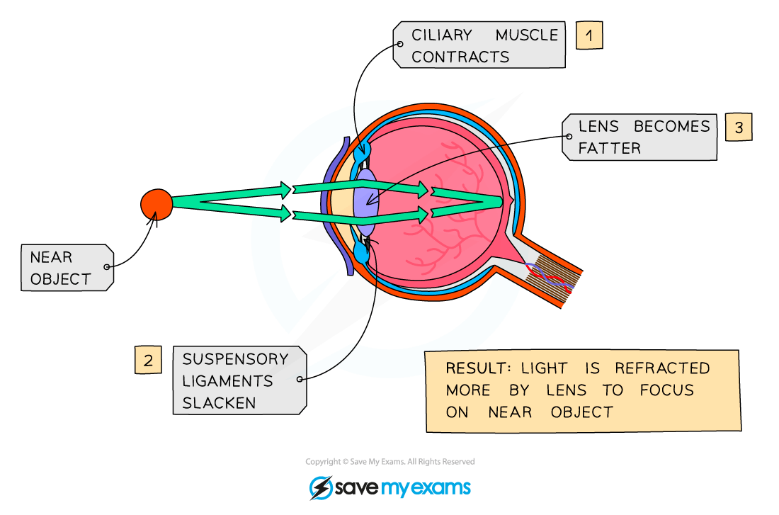 Edexcel IGCSE Biology Double Science 复习笔记 2.10.9 The Human Eye翰林国际教育