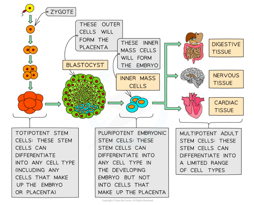 Edexcel A (SNAB) A Level Biology复习笔记3.4.1 Stem Cells翰林国际教育