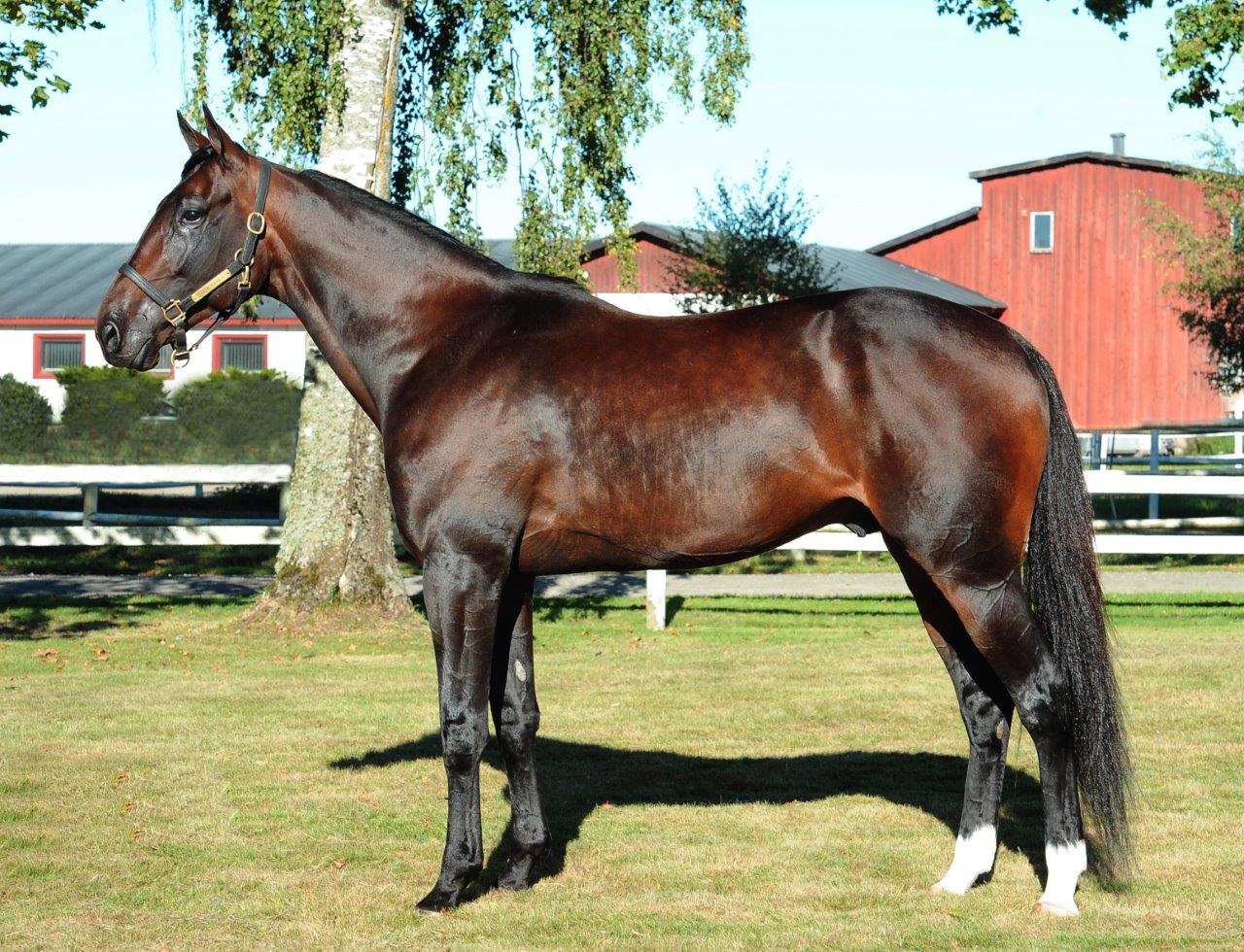 Stallion Spotlight The Bank Ontario Sires Stakes