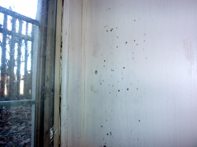 osseopaint Helping the Twin Cities get the job done right the first time!