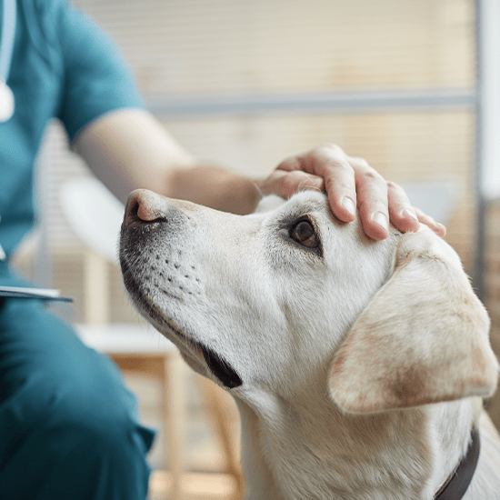 Surgery OlneySandy Spring Veterinary Hospital