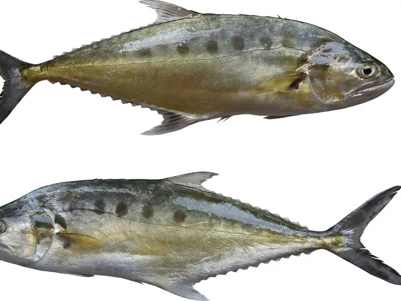 Queen Fish vs Kingfish Discover the Key Differences for a Tasty Delight!