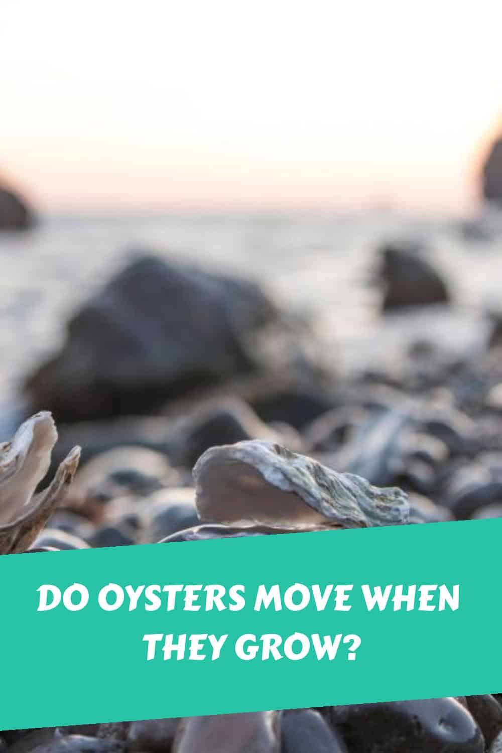 Do Oysters Move When They Grow?