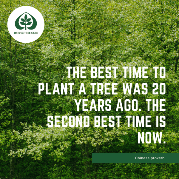 Tree Quotes Ostvig Tree Care