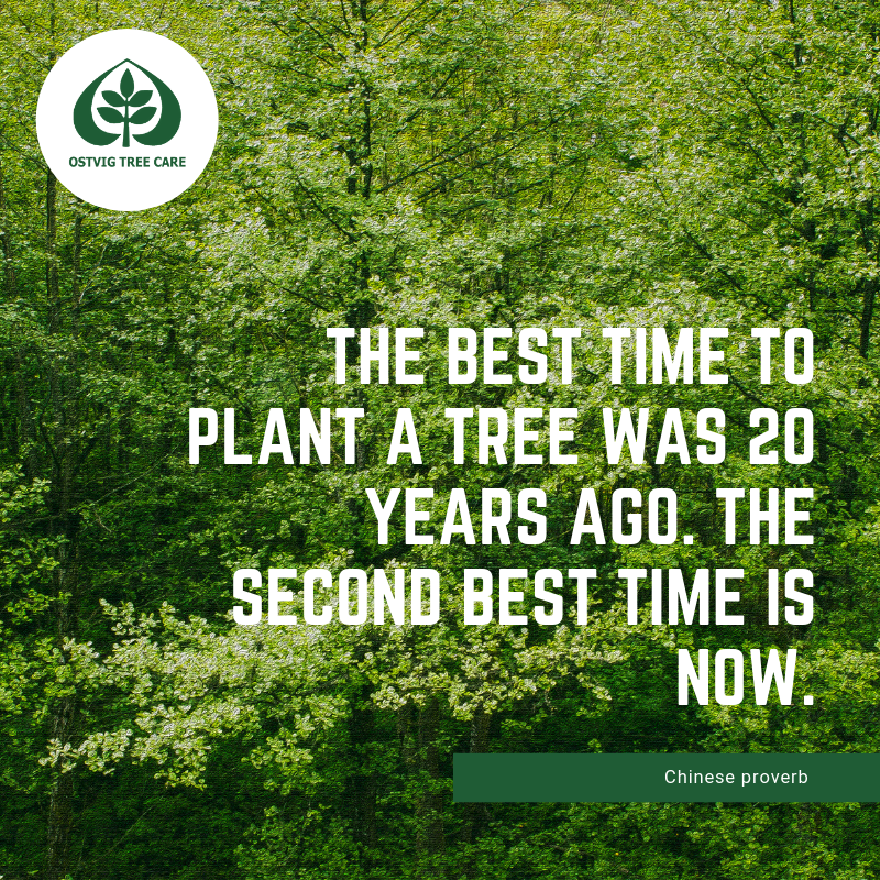Best Time To Plant a Tree Ostvig Tree Care
