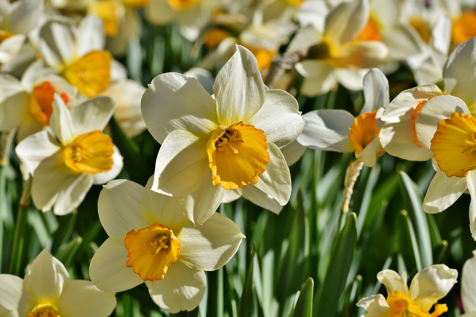 Blooming Narcissus