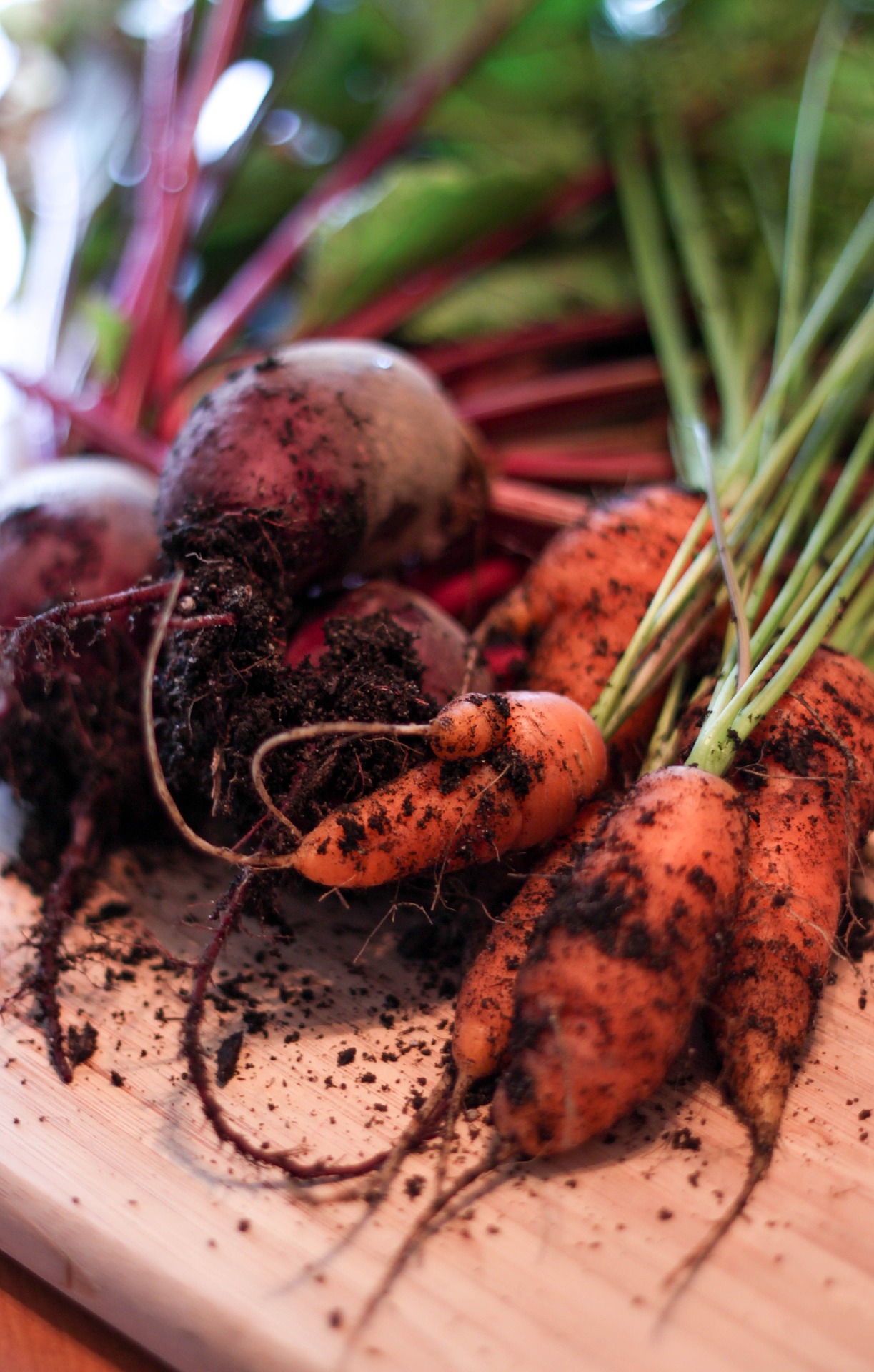 Freshly harvested beets and carrots, still speckled with soil, lying on wood counter top.