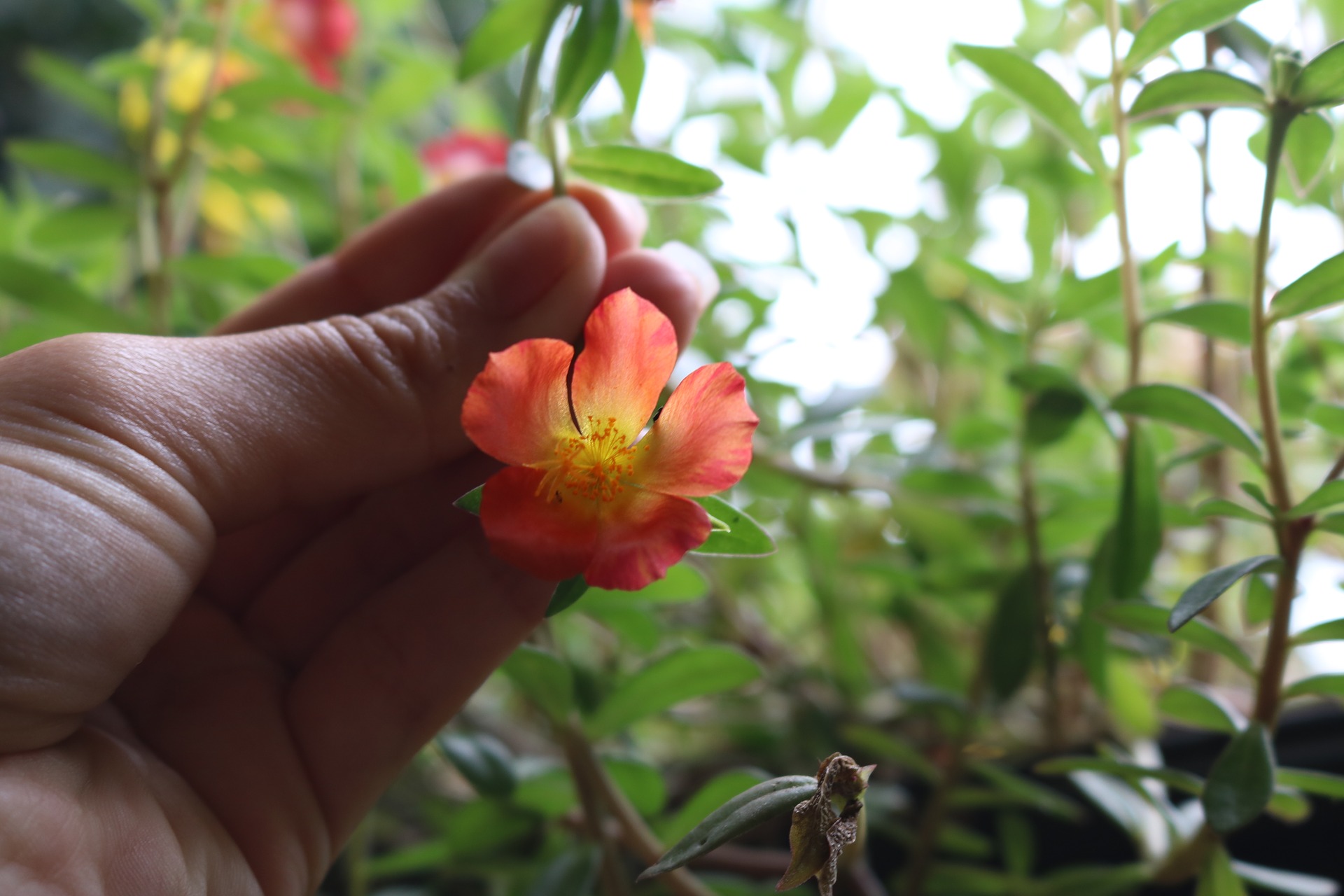 Hand holding small orange flower with green foliage and sunlight in the background.