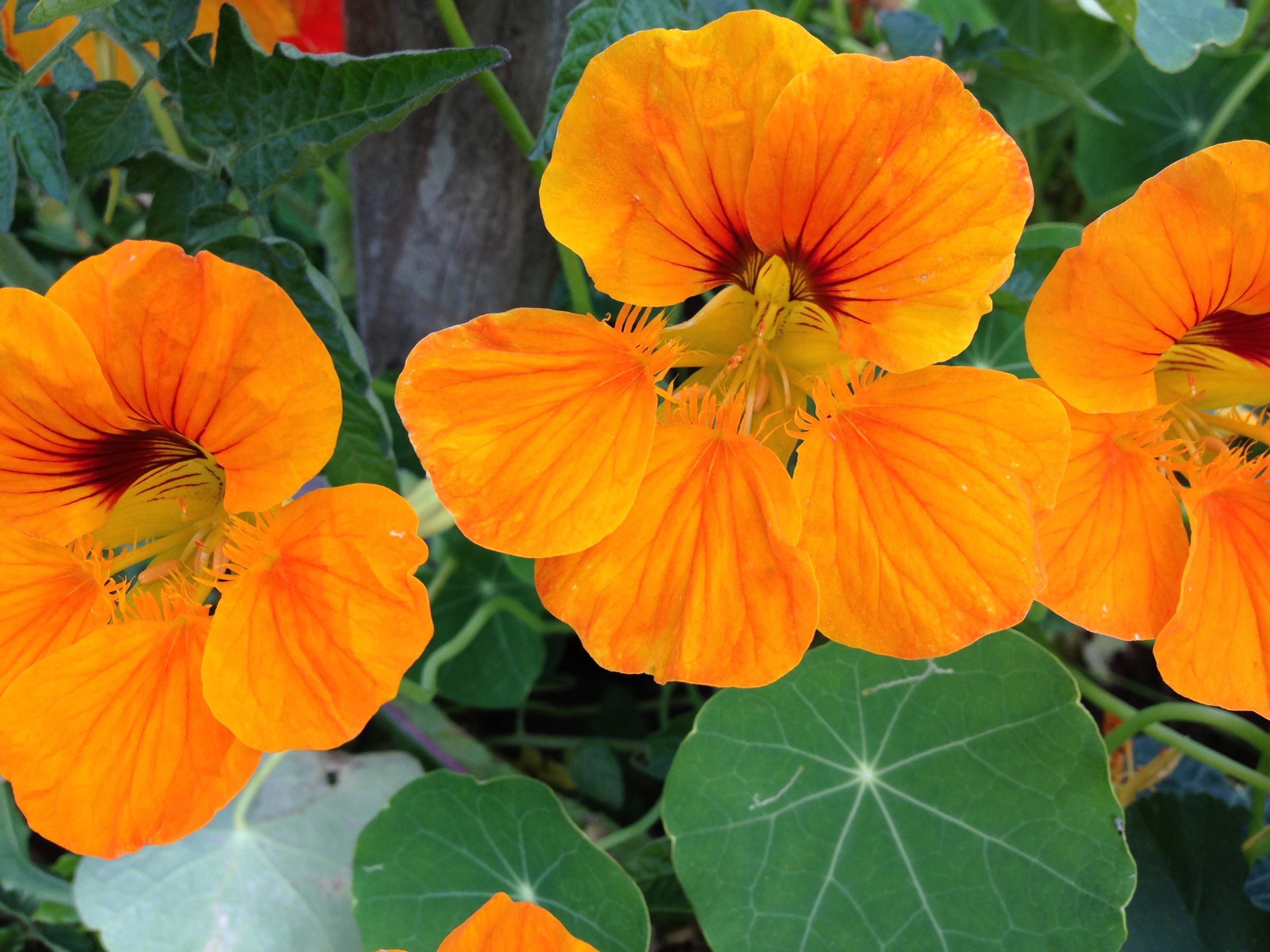 Bumblebees bite plants to make them flower early, surprising scientists