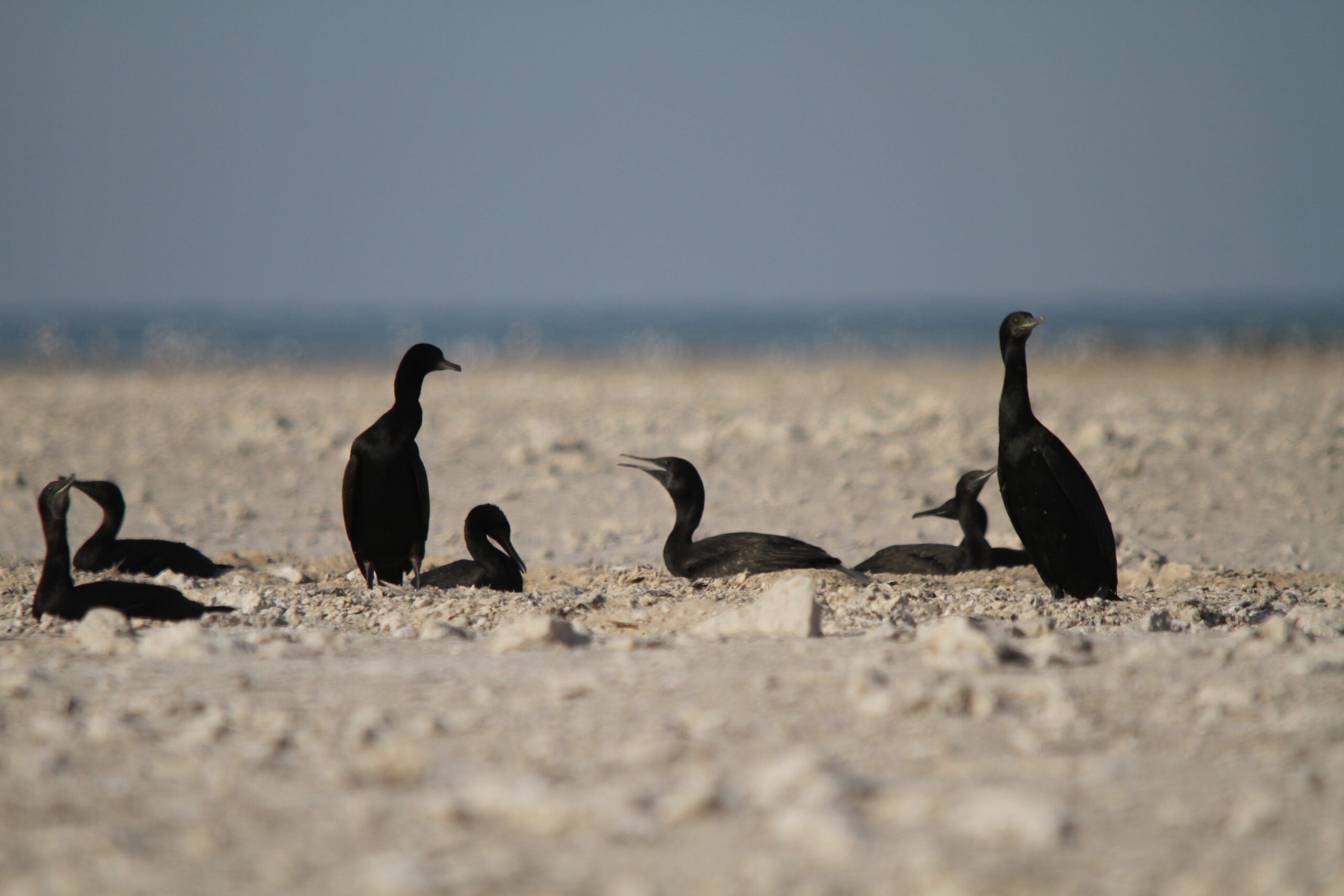 Cormorant Oceanography From the top Predators, Oceans & Ecosystems