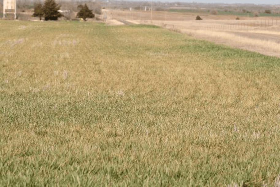 mites WORLD OF WHEAT