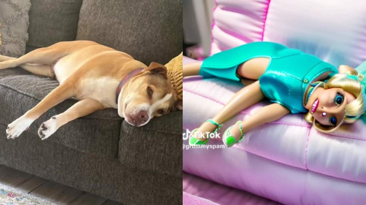 10 Best TikTok Filters For Dogs OtakuKart