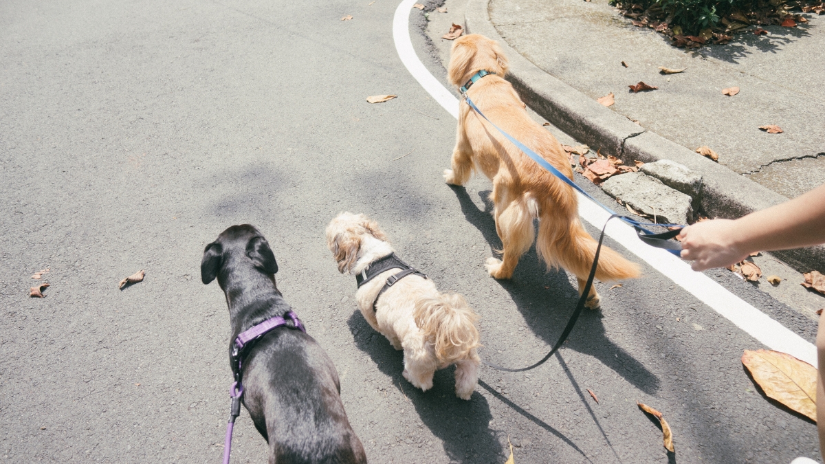 犬の散歩代行サービスとは？料金相場と5種類の業者を徹底比較！