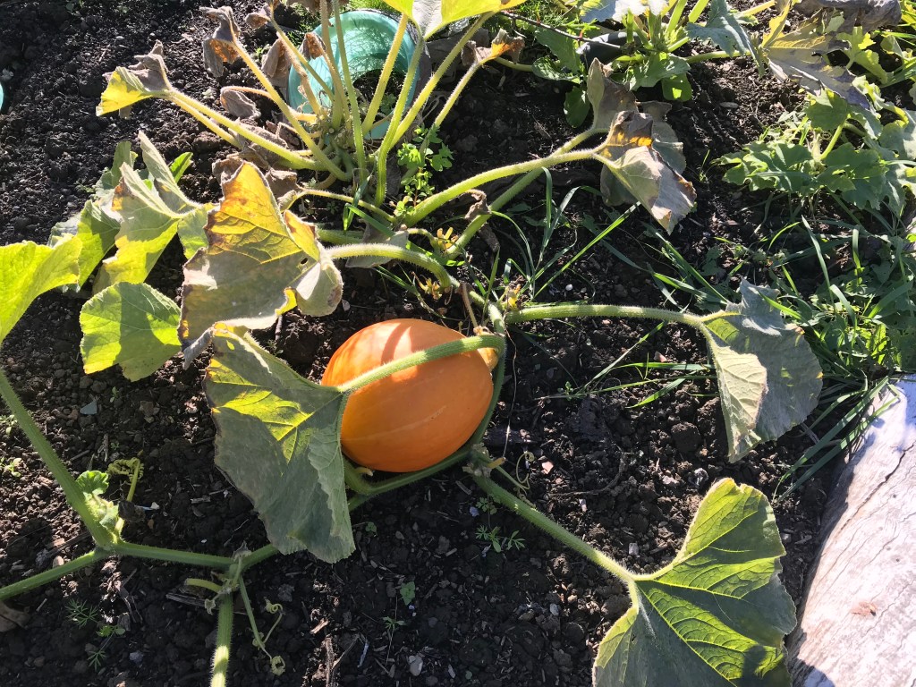 pump One Tree Hill Allotment Society