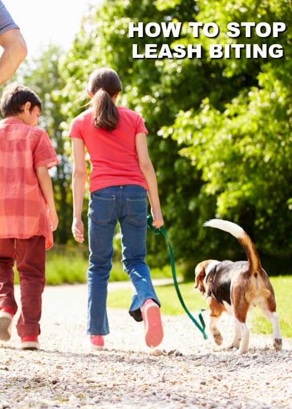 How to Stop Leash Biting Other People's Pets Blog