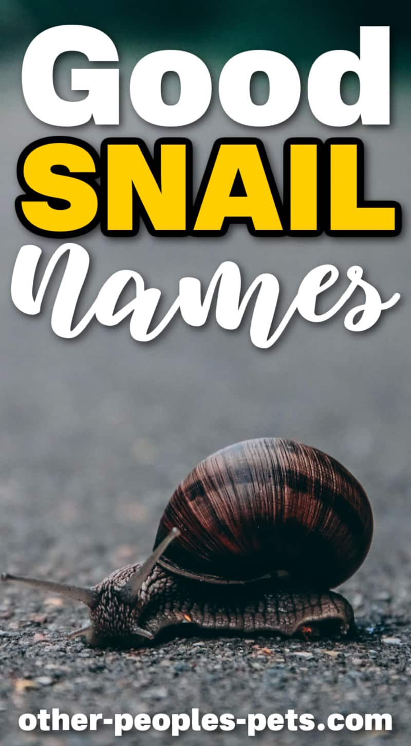 Good Snail Names Other People's Pets