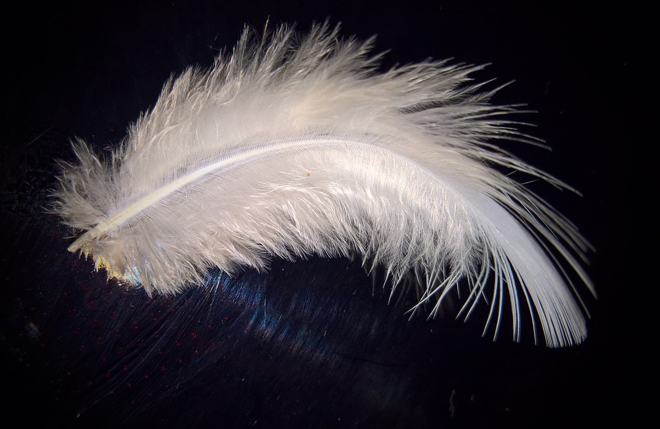 Feather Symbolism, Magic, Omens, and More! Otherworldly Oracle