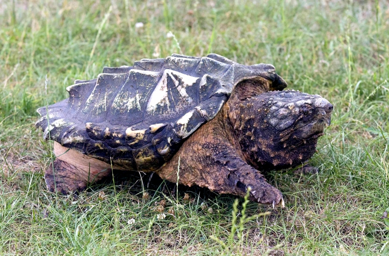 Alligator Snapping Turtle "OCEAN TREASURES" Memorial Library