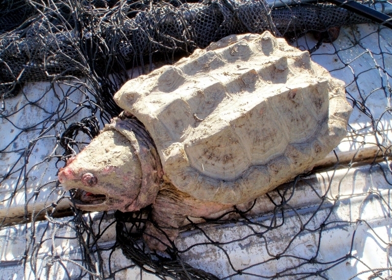 Alligator Snapping Turtle "OCEAN TREASURES" Memorial Library